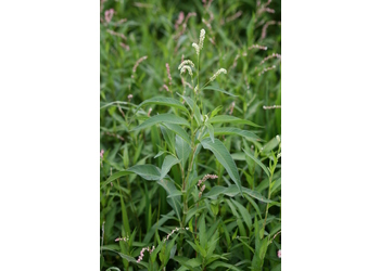 Ampfer Knöterich (Persicaria lapathifolia) - © Emanuel Trummer